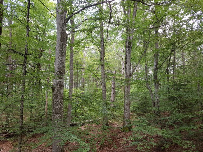 Forest with tall and small trees with very different forms and green crowns / Wald mit Bäumen verschiedener Größen und Dicken, die sehr unterschiedliche Formen haben und ein grünes Kronendach.