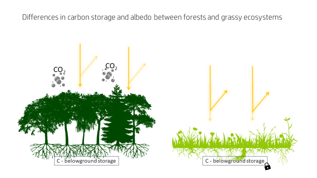 Illustration showing forest on the left and grassland on the right. belowground carbon storage of forest has no lock, whereas belowground carbon storage of grassland does. Yellow arrows pointing on forests are thick and only thin arrow goes back, whereas arrow pointing on grassland is thin at the end and thicker arrow points up in the sky. Gray gas bubbles saying CO2 are indicated above forest.