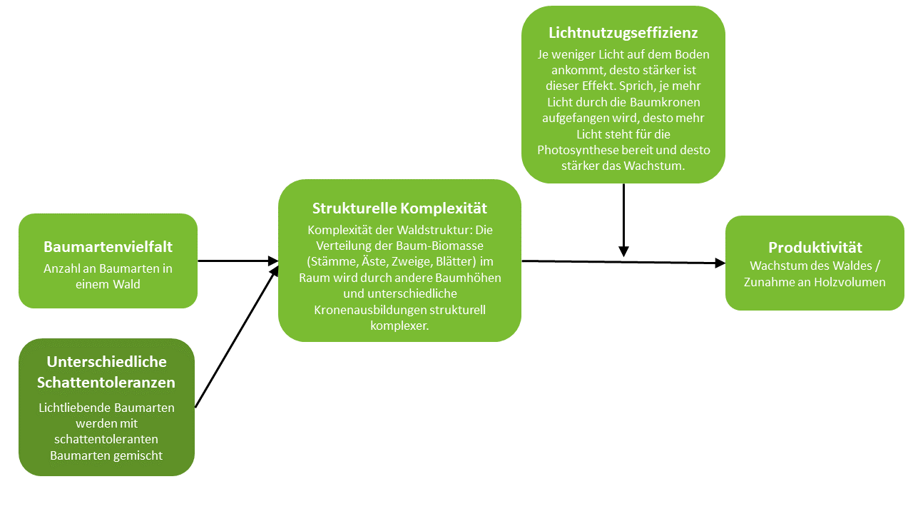 Flussdiagramm der beschriebenen Zusammenhänge. Baumartenvielfalt und unterschiedliche Schattentoleranzen steigern die strukturelle Komplexität, die wiederum die Produktivität des Waldes erhöht. Letzterer Zusammenhang wird durch die Lichtnutzungseffizienz moderiert.